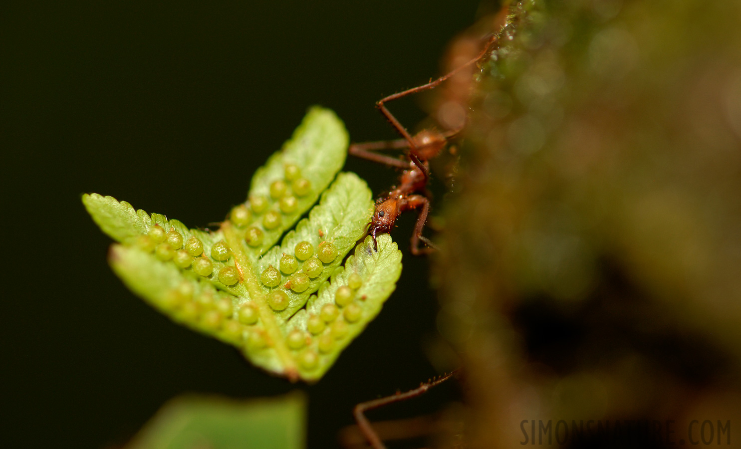 Atta (Genus) [105 mm, 1/60 sec at f / 5.0, ISO 200]